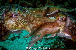 Cuttlefish Love!!!! by George Touliatos 